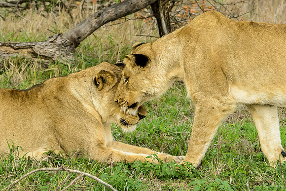 Pride of Lions - The Greeting