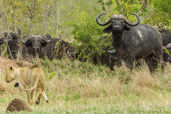 Lions Stalking Cape Buffalo