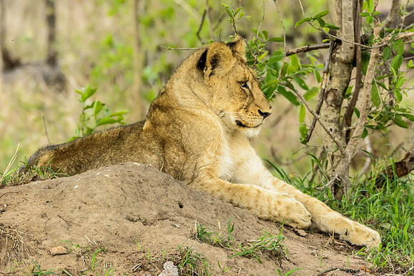Pride of Lions