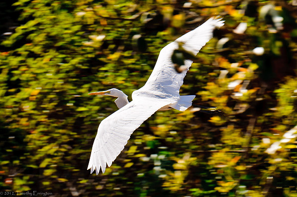 Great Egret