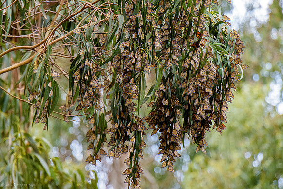 Monarch Butterfly Sanctuary