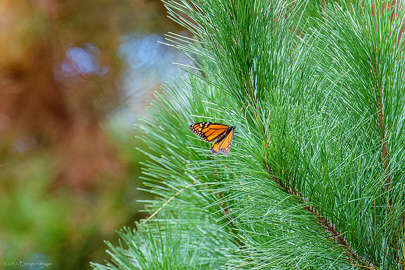 Monarch Butterfly Sanctuary