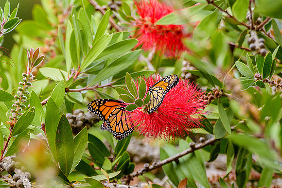 Monarch Butterfly Sanctuary