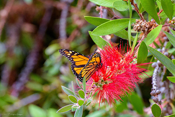 Monarch Butterfly Sanctuary