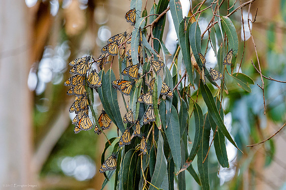 Monarch Butterfly Sanctuary