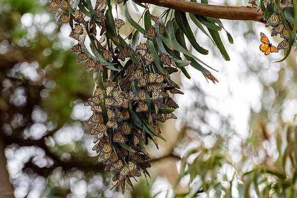 Monarch Butterfly Sanctuary