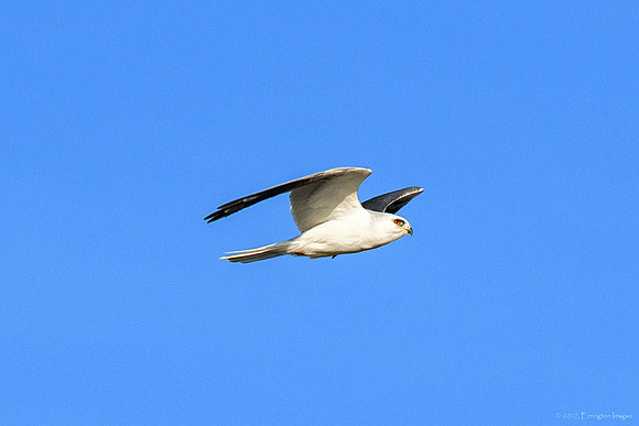 White Tailed Kite