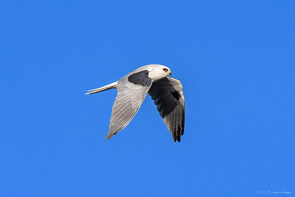 White Tailed Kite