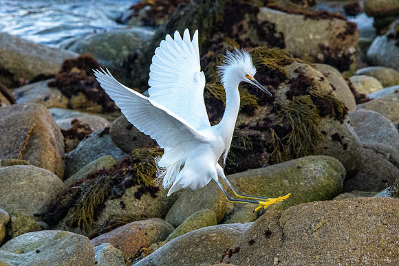 Snowy Egret