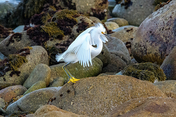 Snowy Egret
