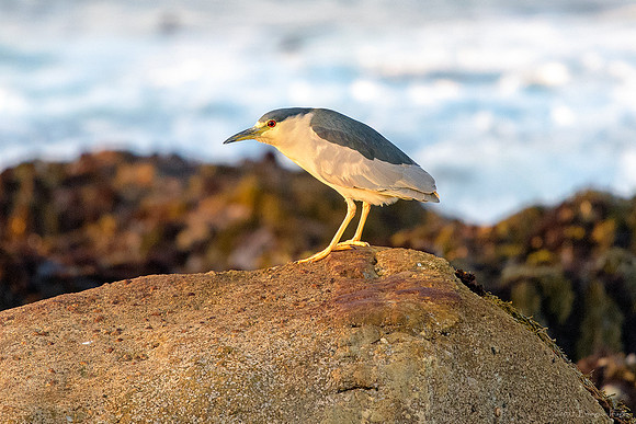Black Crowned Night Heron