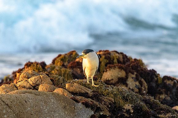 Black Crowned Night Heron