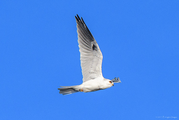 White Tailed Kite