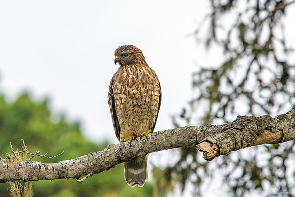 Red Shouldered Hawk