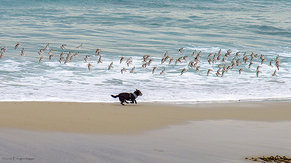 Sanderlings at Moss Beach