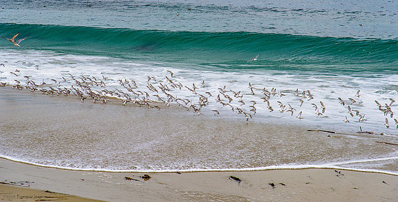 Sanderlings at Moss Beach