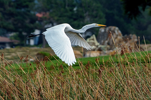 Great Egret in Flight