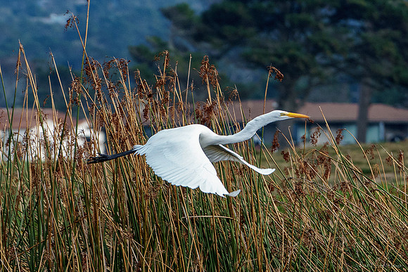 Great Egret in Flight