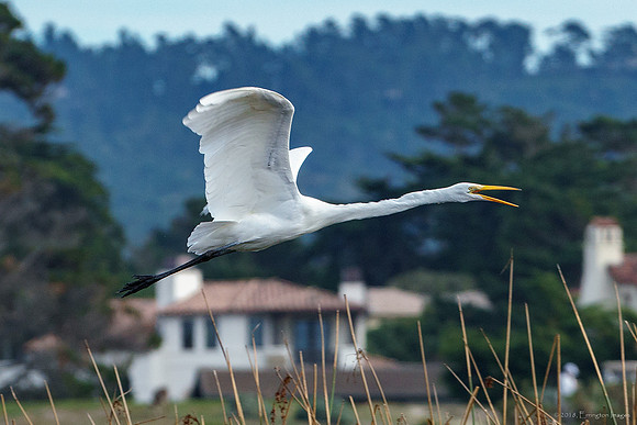 Great Egret in Flight