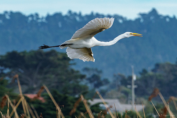 Great Egret in Flight
