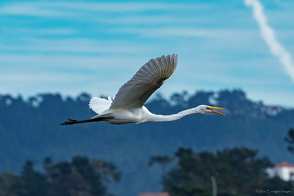 Great Egret in Flight