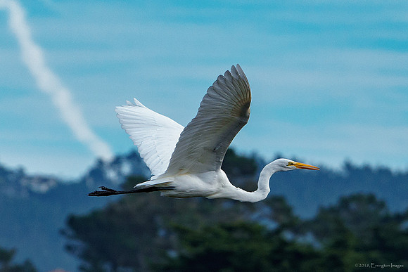 Great Egret in Flight