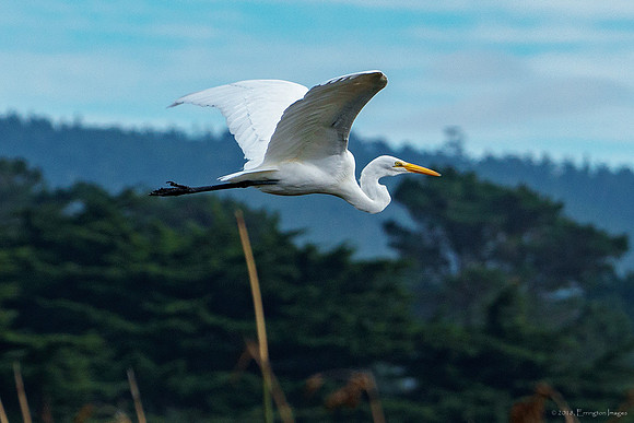 Great Egret in Flight