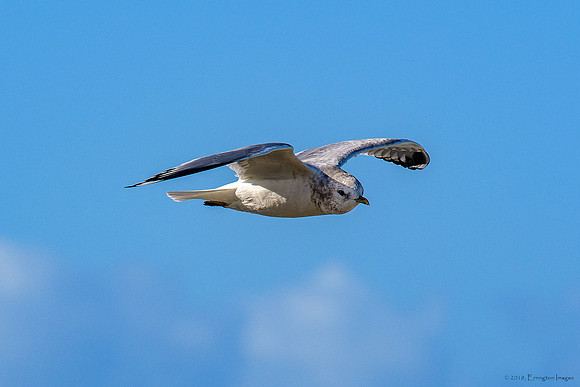 Mew Gull