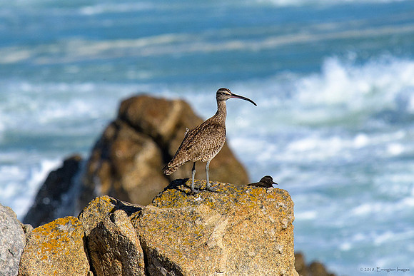 Whimbrel