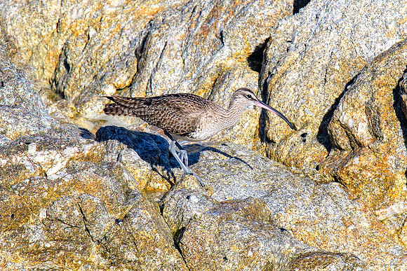 Whimbrel