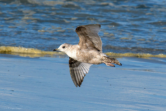 California Gull - First Winter