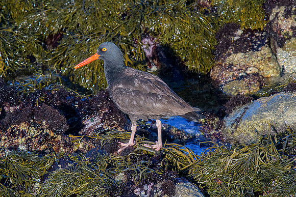 Black Oystercatcher