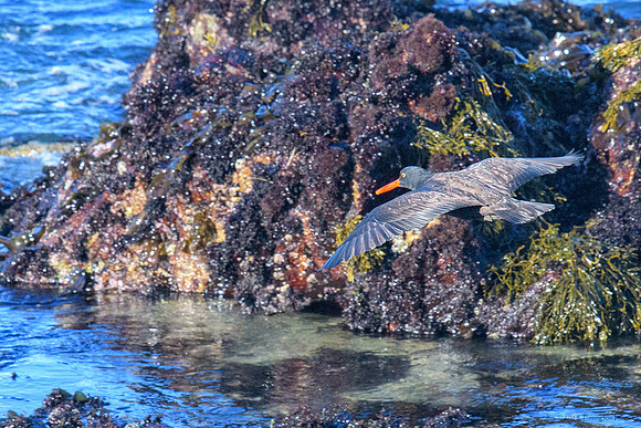 Black Oystercatcher