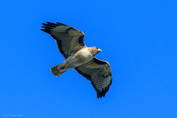 Red Shouldered Hawk