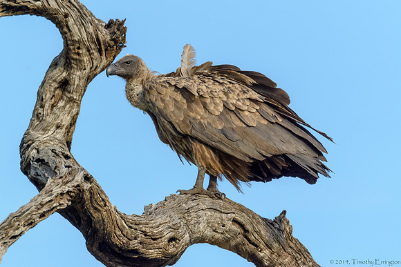 Hooded Vulture