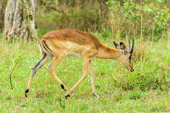 Impala