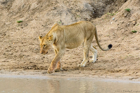 Lions at Water Hole