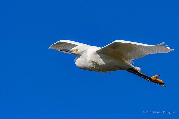 Snowy Egret