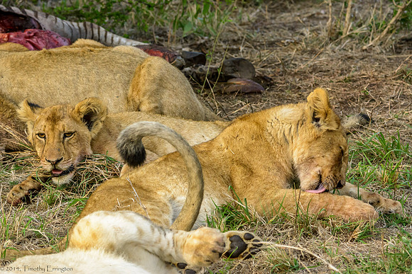 Lions with Kill