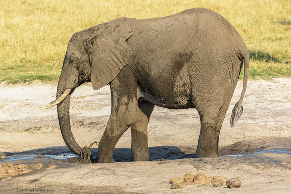 Elephant at Water Hole