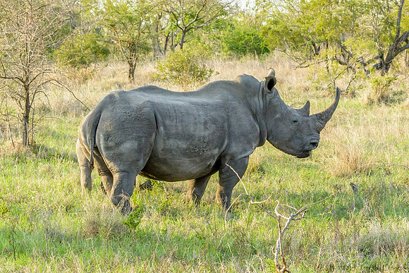 White Rhino