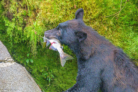 Alaska 2024