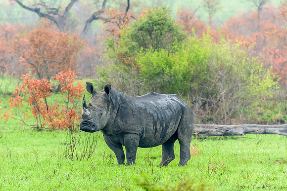 White Rhino
