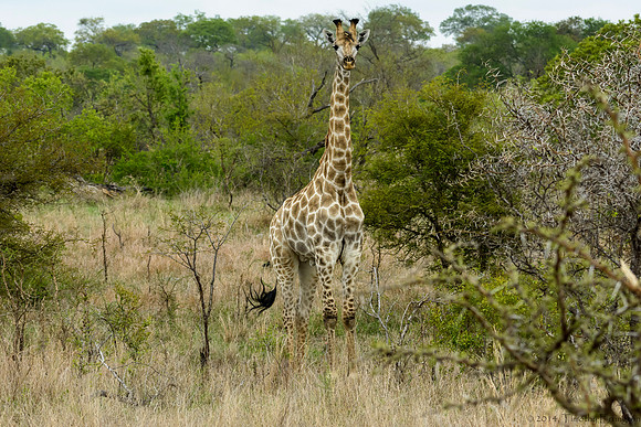 Giraffe
