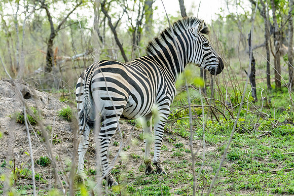 Zebra