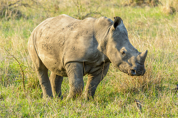 White Rhino
