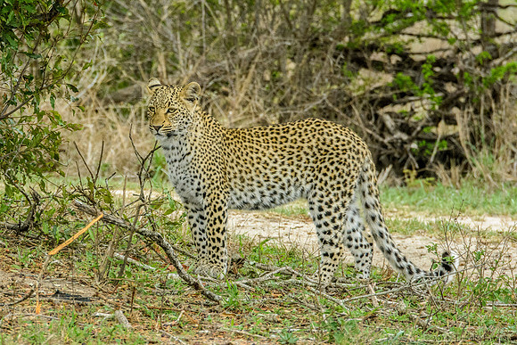 Female Leopard