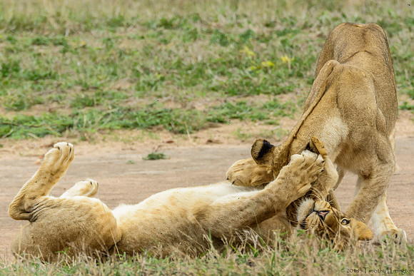 Lion Cubs at Play