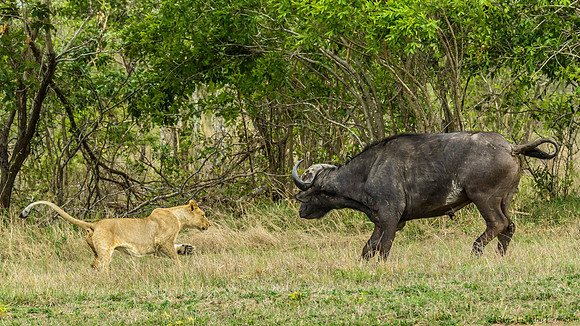 Lions Stalking Cape Buffalo