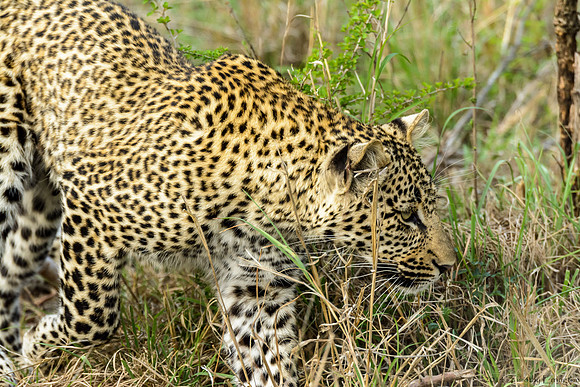 Male Leopard Cub